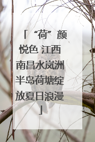 “荷”颜悦色 江西南昌水岚洲半岛荷塘绽放夏日浪漫
