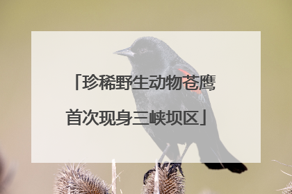 珍稀野生动物苍鹰首次现身三峡坝区