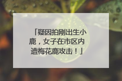 疑因拍刚出生小鹿，女子在市区内遭梅花鹿攻击！