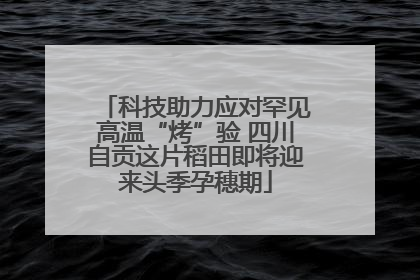 科技助力应对罕见高温“烤”验 四川自贡这片稻田即将迎来头季孕穗期