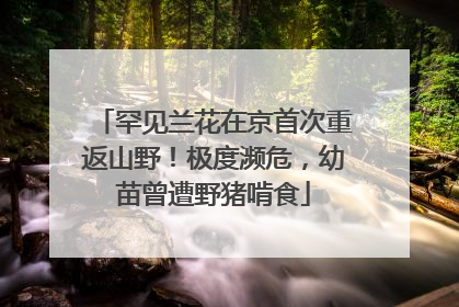 罕见兰花在京首次重返山野！极度濒危，幼苗曾遭野猪啃食