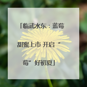 临武水东：蓝莓甜蜜上市 开启“莓”好初夏