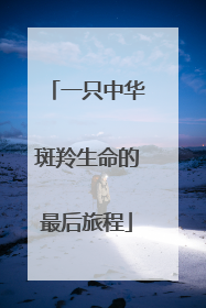一只中华斑羚生命的最后旅程