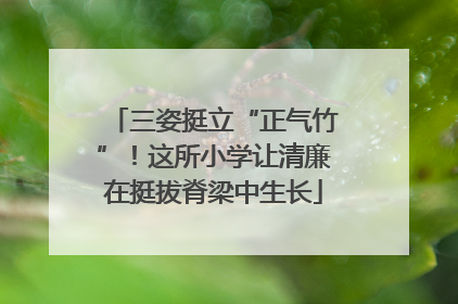 三姿挺立“正气竹”！这所小学让清廉在挺拔脊梁中生长