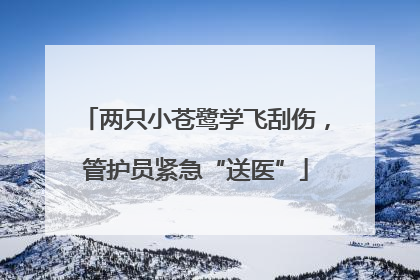两只小苍鹭学飞刮伤，管护员紧急“送医”