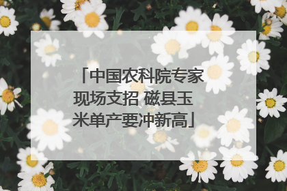中国农科院专家现场支招 磁县玉米单产要冲新高
