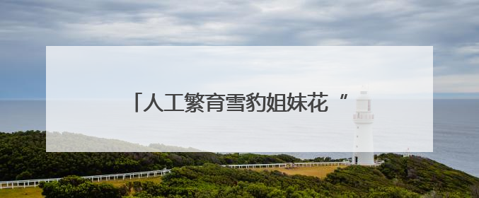 人工繁育雪豹姐妹花“水墨”“油画”六岁啦