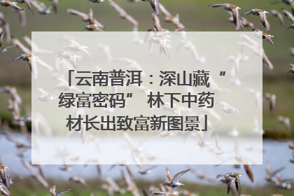 云南普洱：深山藏“绿富密码” 林下中药材长出致富新图景