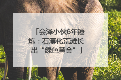 会泽小伙6年锤炼：石漠化荒滩长出“绿色黄金”