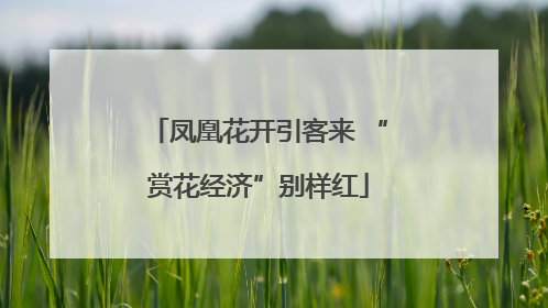 凤凰花开引客来 “赏花经济”别样红