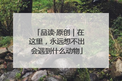 品读·原创｜在这里，永远想不出会遇到什么动物