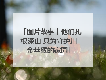 图片故事丨他们扎根深山 只为守护川金丝猴的家园