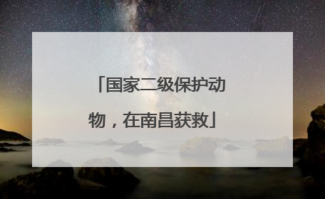 国家二级保护动物,在南昌获救