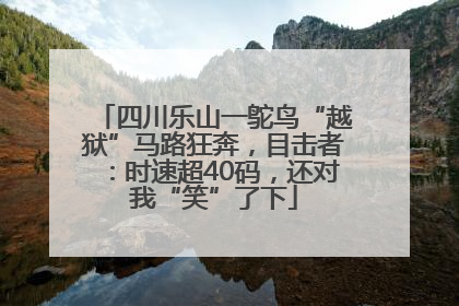 四川乐山一鸵鸟“越狱”马路狂奔，目击者：时速超40码，还对我“笑”了下