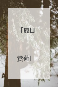 夏日赏荷