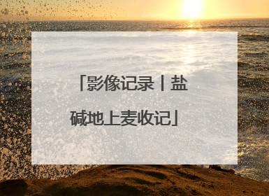 影像记录丨盐碱地上麦收记