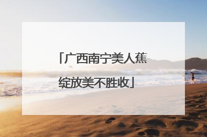 广西南宁美人蕉绽放美不胜收