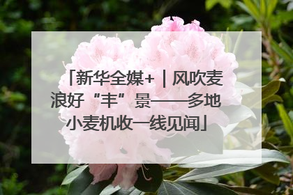 新华全媒+｜风吹麦浪好“丰”景——多地小麦机收一线见闻