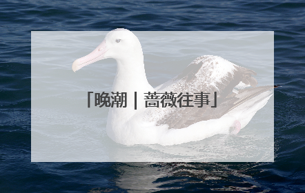 晚潮｜蔷薇往事