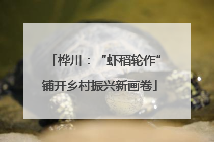 桦川：“虾稻轮作”铺开乡村振兴新画卷