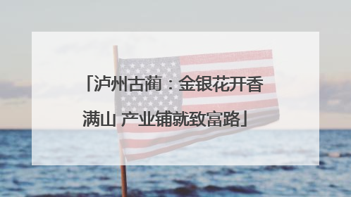 泸州古蔺：金银花开香满山 产业铺就致富路