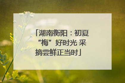 湖南衡阳：初夏“梅”好时光 采摘尝鲜正当时