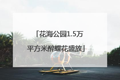 花海公园1.5万平方米醉蝶花盛放