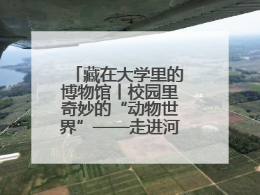 藏在大学里的博物馆丨校园里奇妙的“动物世界”——走进河北大学博物馆