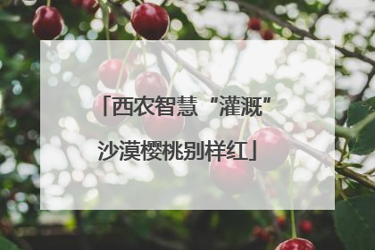 西农智慧“灌溉” 沙漠樱桃别样红