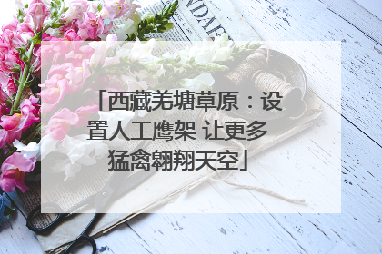 西藏羌塘草原：设置人工鹰架 让更多猛禽翱翔天空