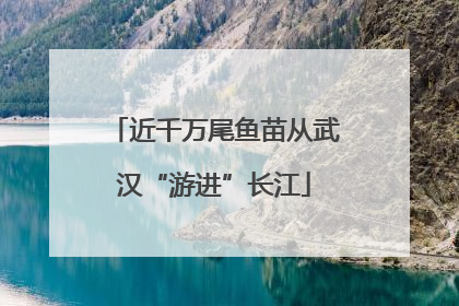 近千万尾鱼苗从武汉“游进”长江