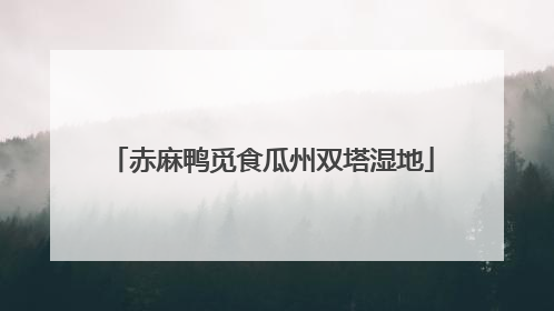 赤麻鸭觅食瓜州双塔湿地