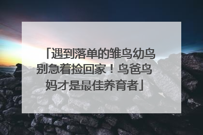 遇到落单的雏鸟幼鸟别急着捡回家！鸟爸鸟妈才是最佳养育者