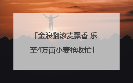 金浪翻滚麦飘香 乐至4万亩小麦抢收忙