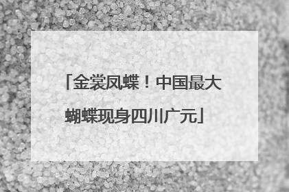 金裳凤蝶！中国最大蝴蝶现身四川广元