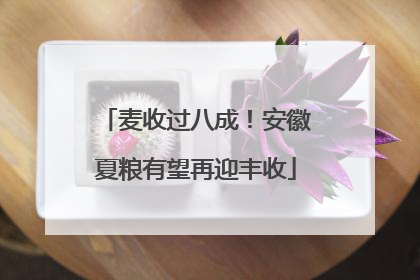 麦收过八成！安徽夏粮有望再迎丰收