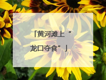 黄河滩上“龙口夺食”
