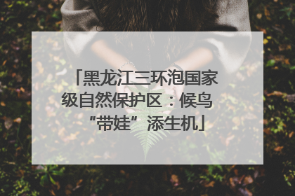 黑龙江三环泡国家级自然保护区：候鸟“带娃”添生机
