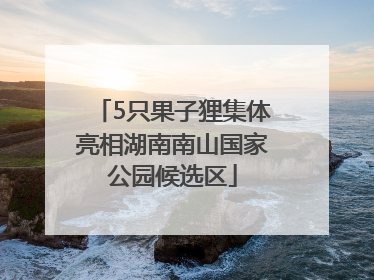 5只果子狸集体亮相湖南南山国家公园候选区